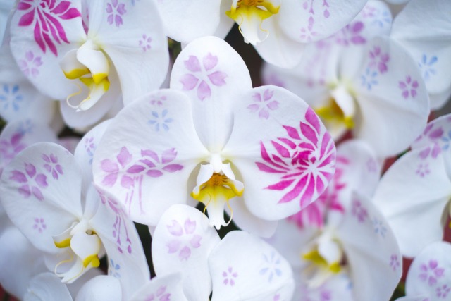 胡蝶蘭の花びらにお化粧